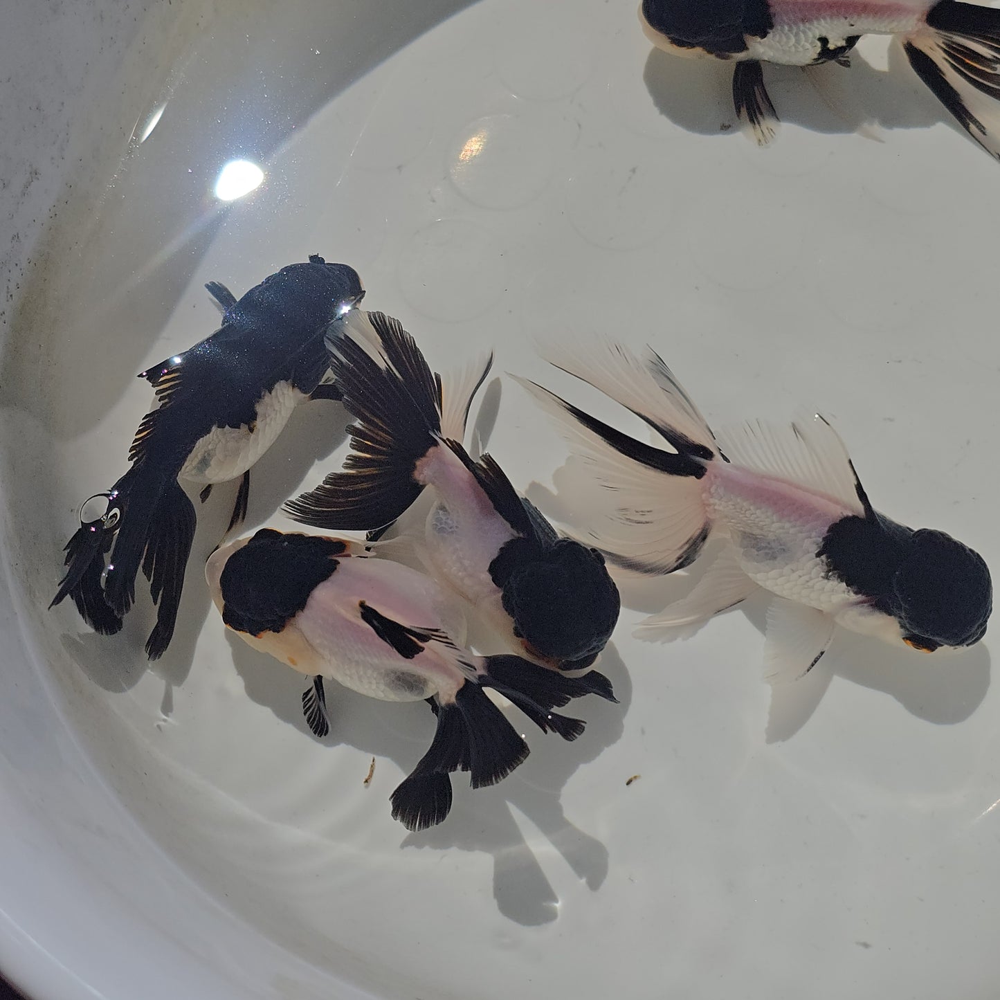 (ORA-07) Panda Oranda High Quality Wholesale Bag - Pick Size and Quantity in Bag