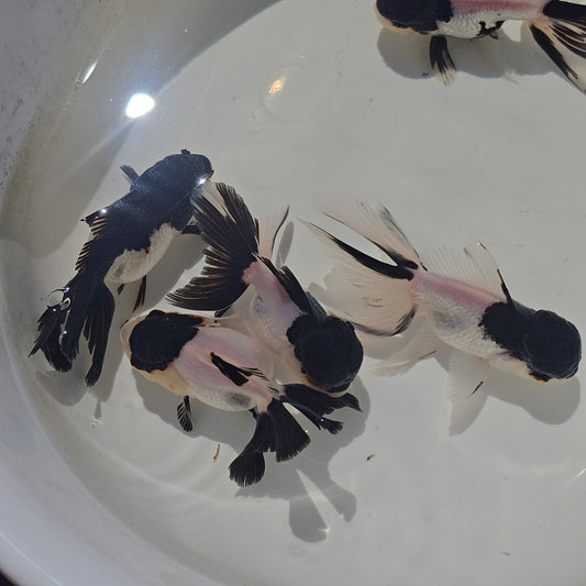 (ORA-07) Panda Oranda High Quality Wholesale Bag - Pick Size and Quantity in Bag