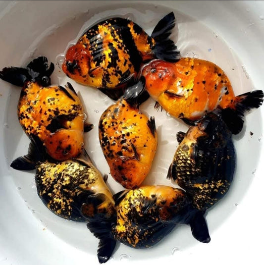 (RAN-13) Tiger Red Ranchu High Quality Wholesale Bag - Pick Size and Quantity in Bag