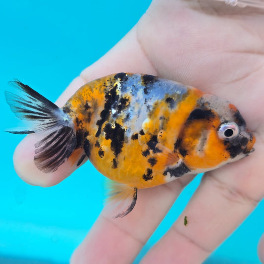 (RAN-11) Calico Ranchu High Quality Wholesale Bag - Pick Size and Quantity in Bag