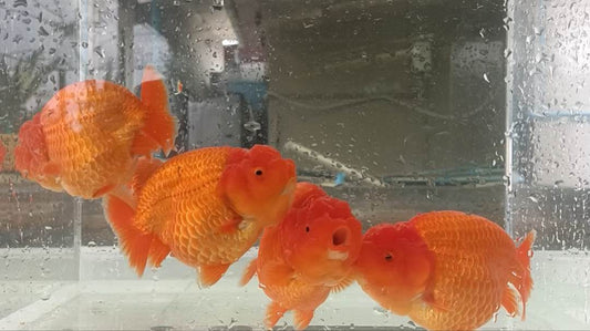 (RAN-01) Super Red Ranchu High Quality Wholesale Bags - Pick Size and Quantity in Bag