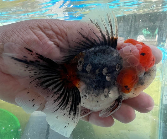 (ORA-11) Calico Oranda Godzilla High Quality Wholesale Bag - Pick Size and Quantity in Bag