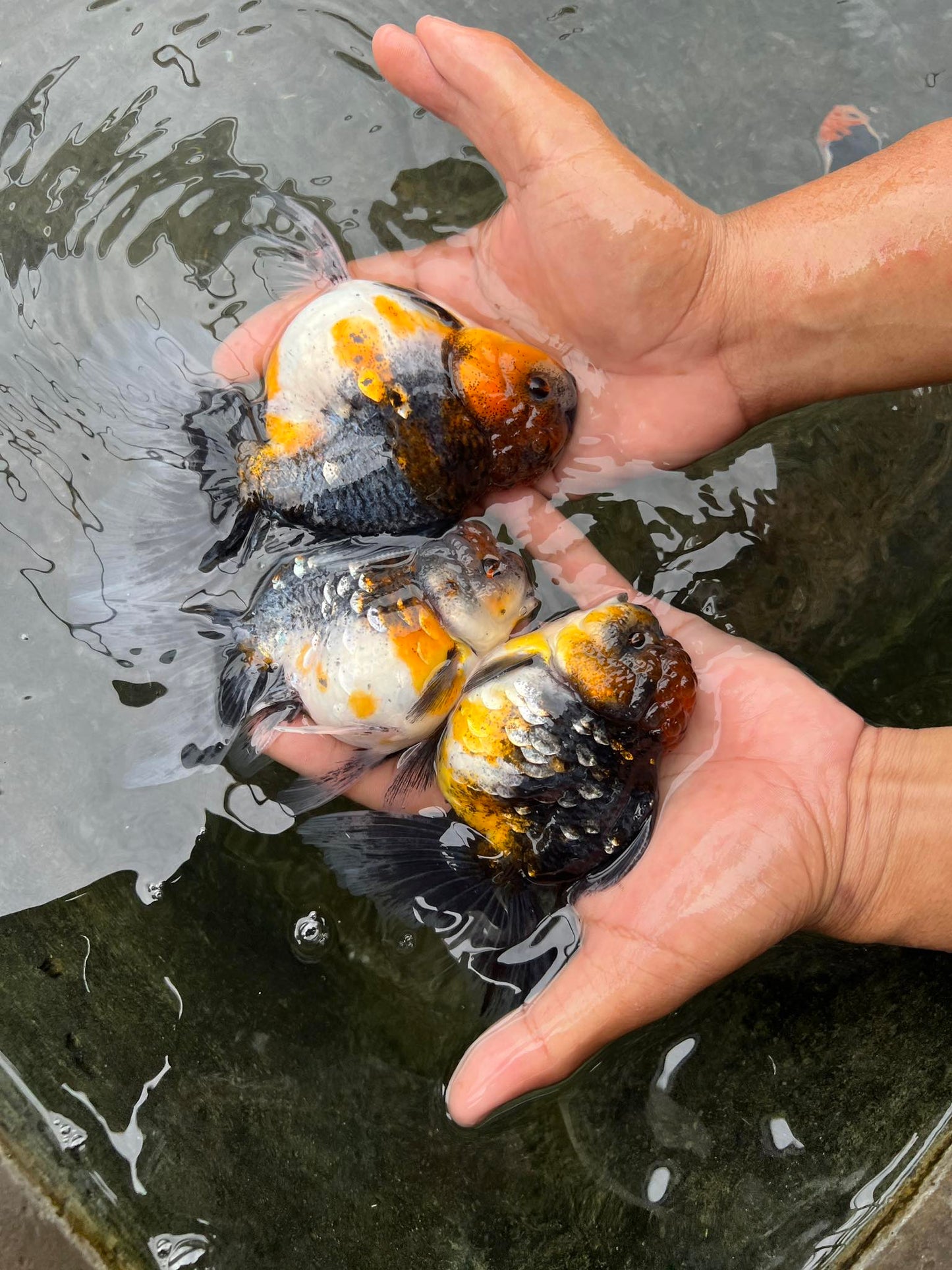 (ORA-11) Calico Oranda Godzilla High Quality Wholesale Bag - Pick Size and Quantity in Bag