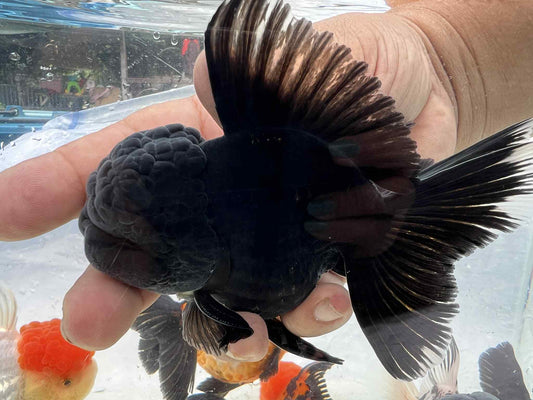 (ORA-03) Black Oranda Short Body High Quality Wholesale Bag - Pick Size and Quantity in Bag