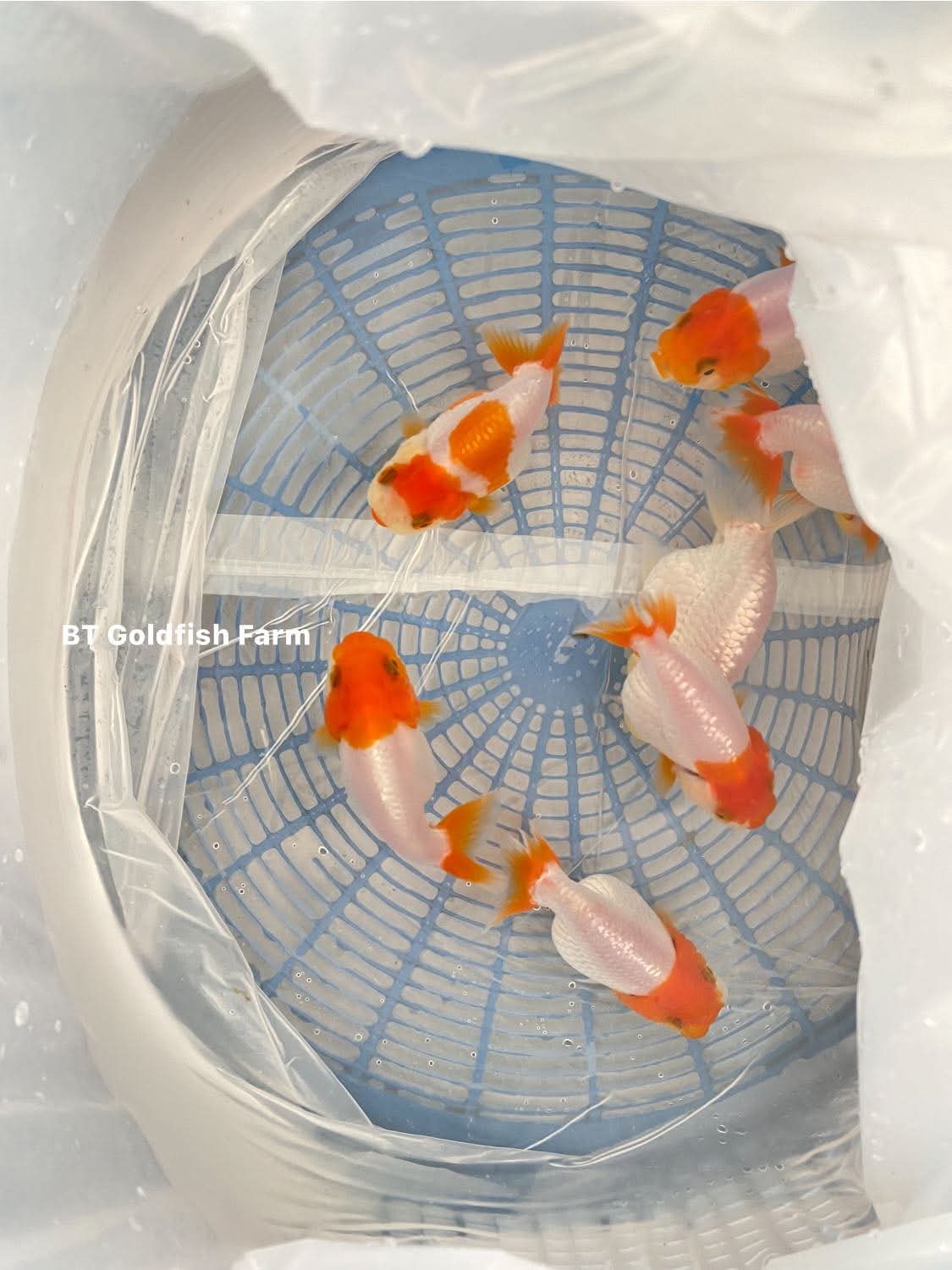 (RAN-02) Red and White Ranchu High Quality Wholesale Bag - Pick Size and Quantity in Bag