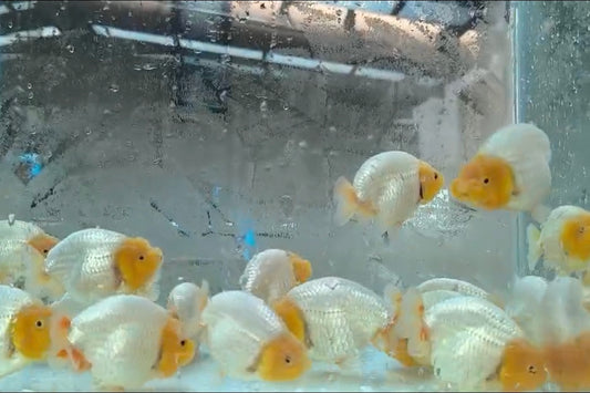 (RAN-16) Lemon Head White Ranchu High Quality Wholesale Bag - Pick Size and Quantity in Bag