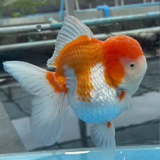 (ORA-02) Red and White Oranda Short Body High Quality Wholesale Bag - Pick Size and Quantity in Bag