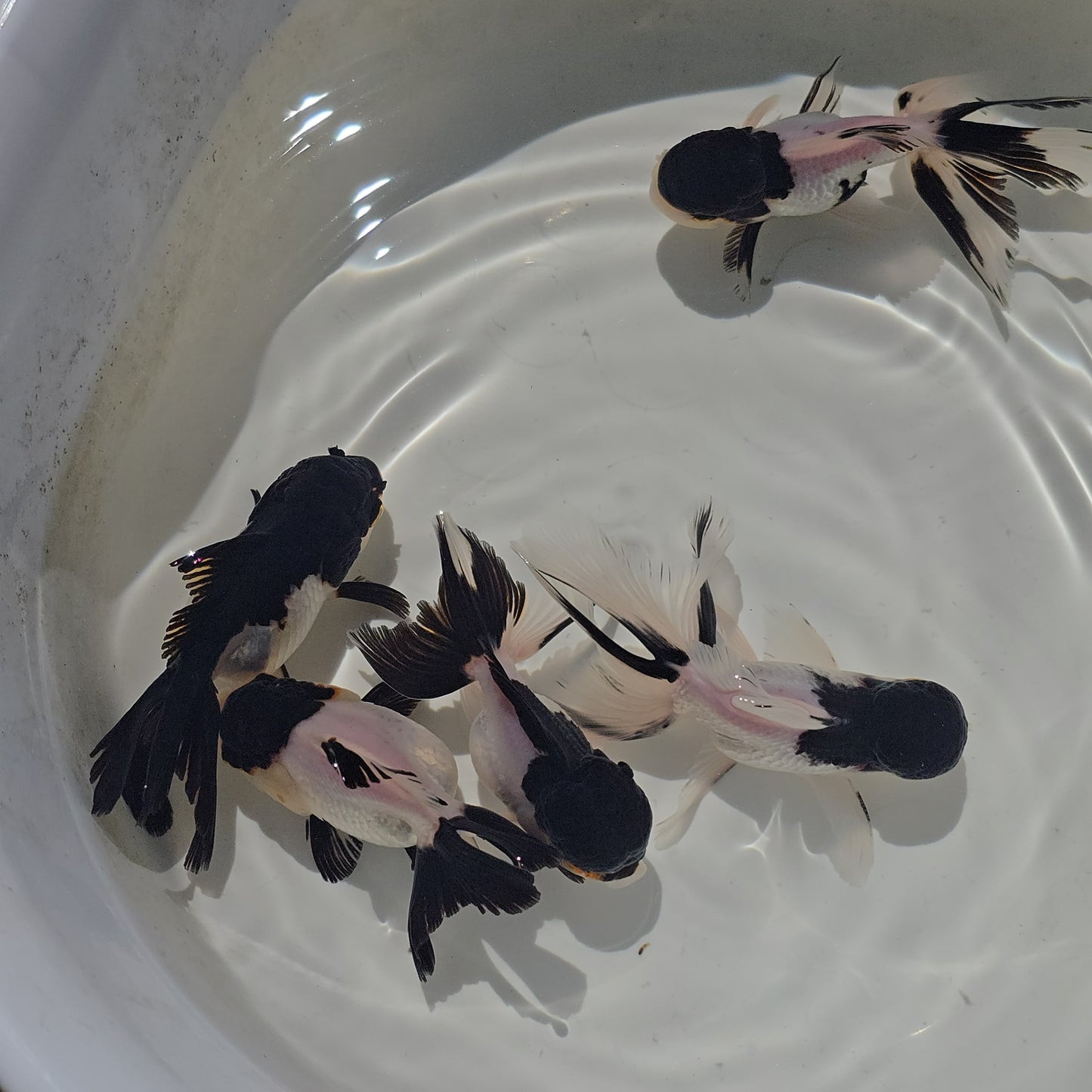 (ORA-07) Panda Oranda High Quality Wholesale Bag - Pick Size and Quantity in Bag