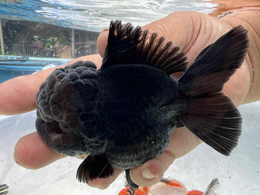 (ORA-03) Black Oranda Short Body High Quality Wholesale Bag - Pick Size and Quantity in Bag