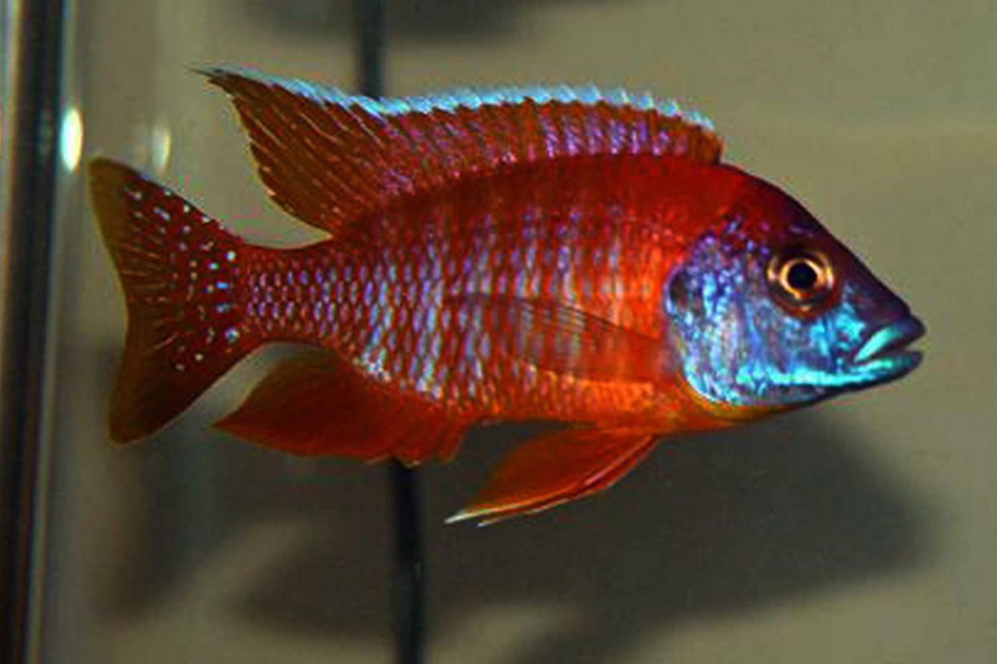 Red Peacock (Aulonacara) African Cichlid High Grade