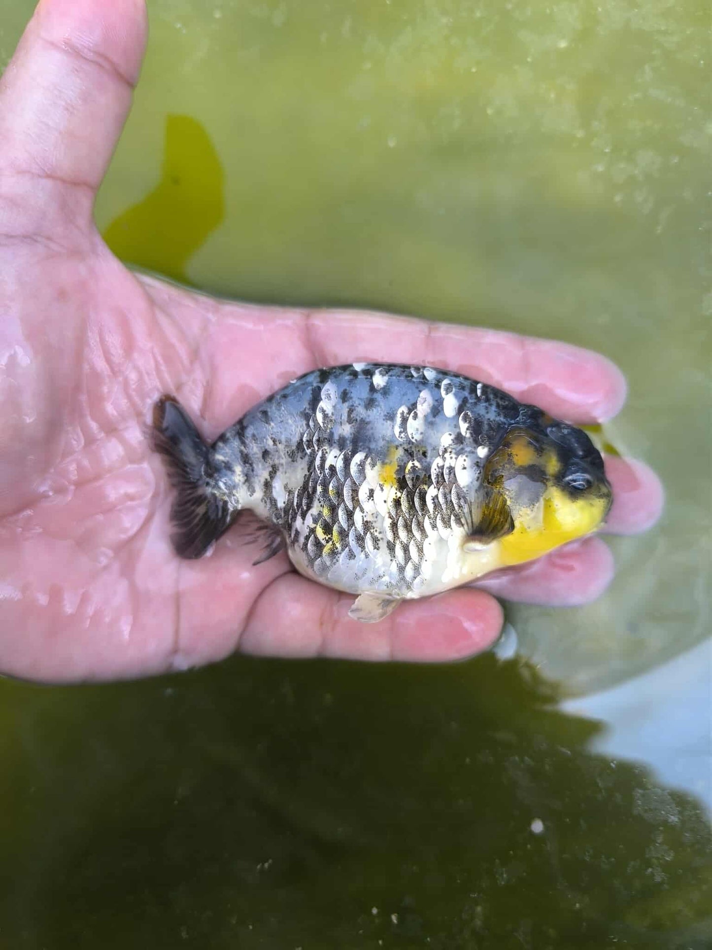 (RAN-11) Calico Ranchu High Quality Wholesale Bag - Pick Size and Quantity in Bag