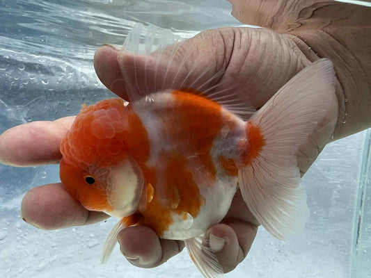 (ORA-10) Sakura Oranda Short Body High Quality Wholesale Bag - Pick Size and Quantity in Bag