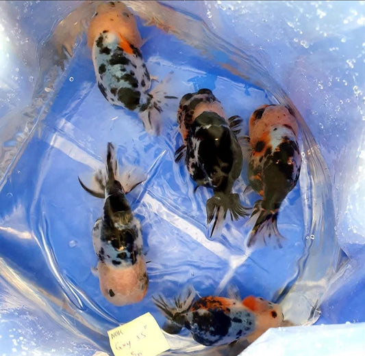 (RAN-17) Galaxy Ranchu High Quality Wholesale Bag - Pick Size and Quantity in Bag