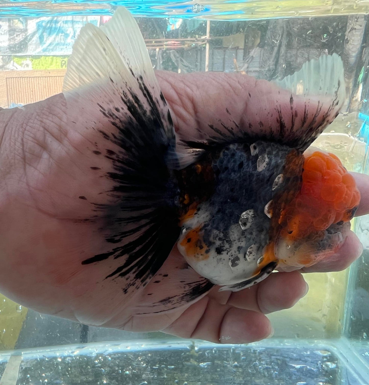 (ORA-11) Calico Oranda Godzilla High Quality Wholesale Bag - Pick Size and Quantity in Bag