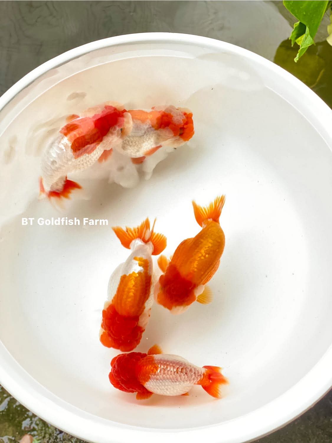 (RAN-02) Red and White Ranchu High Quality Wholesale Bag - Pick Size and Quantity in Bag