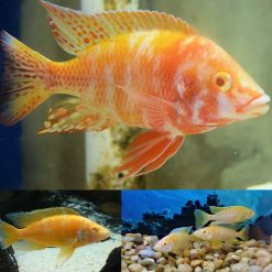 Albino Yellow OB Peacock (Aulonacara) African Cichlid High Grade