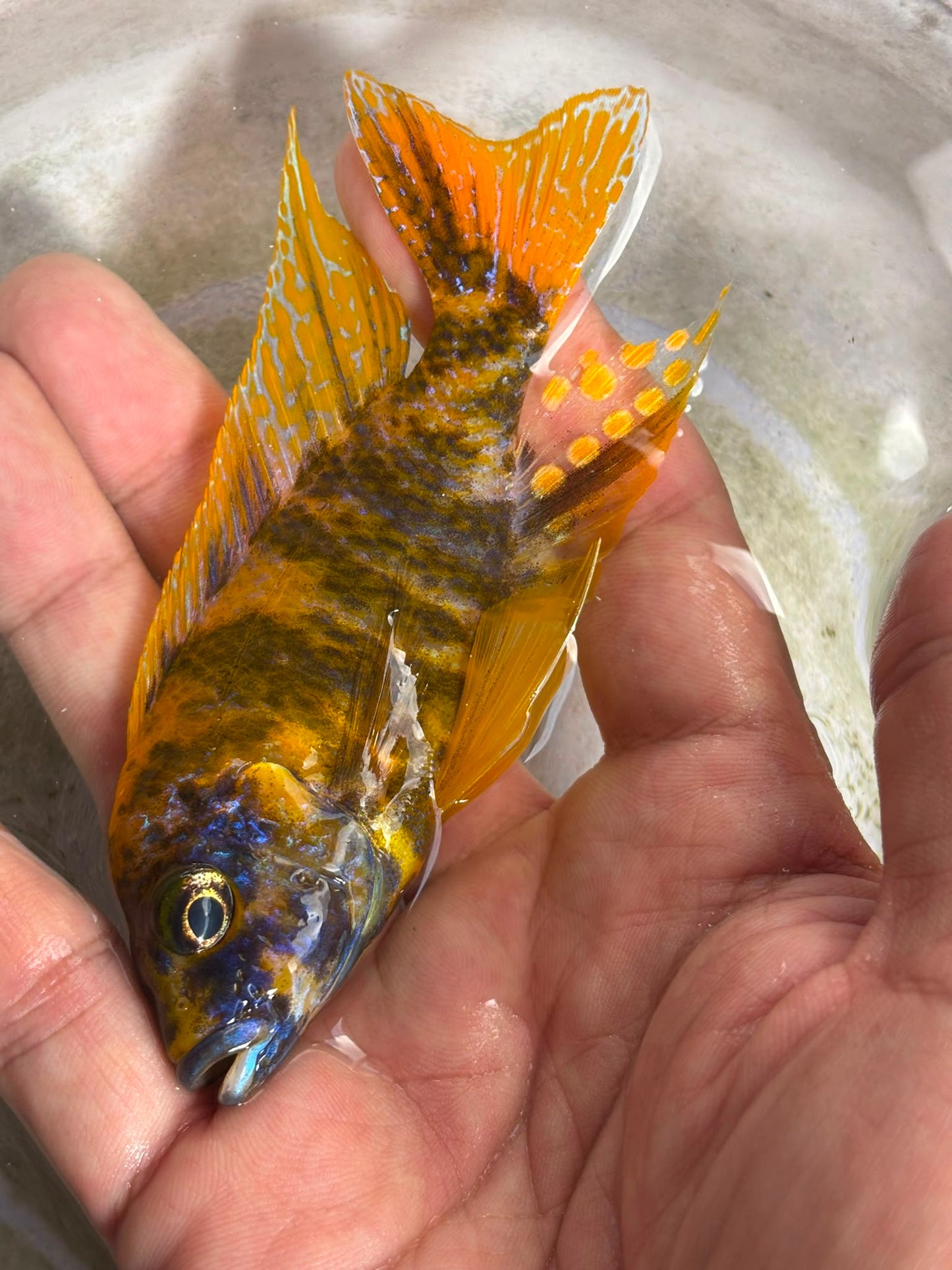Yellow OB Peacock (Aulonacara) African Cichlid High Grade