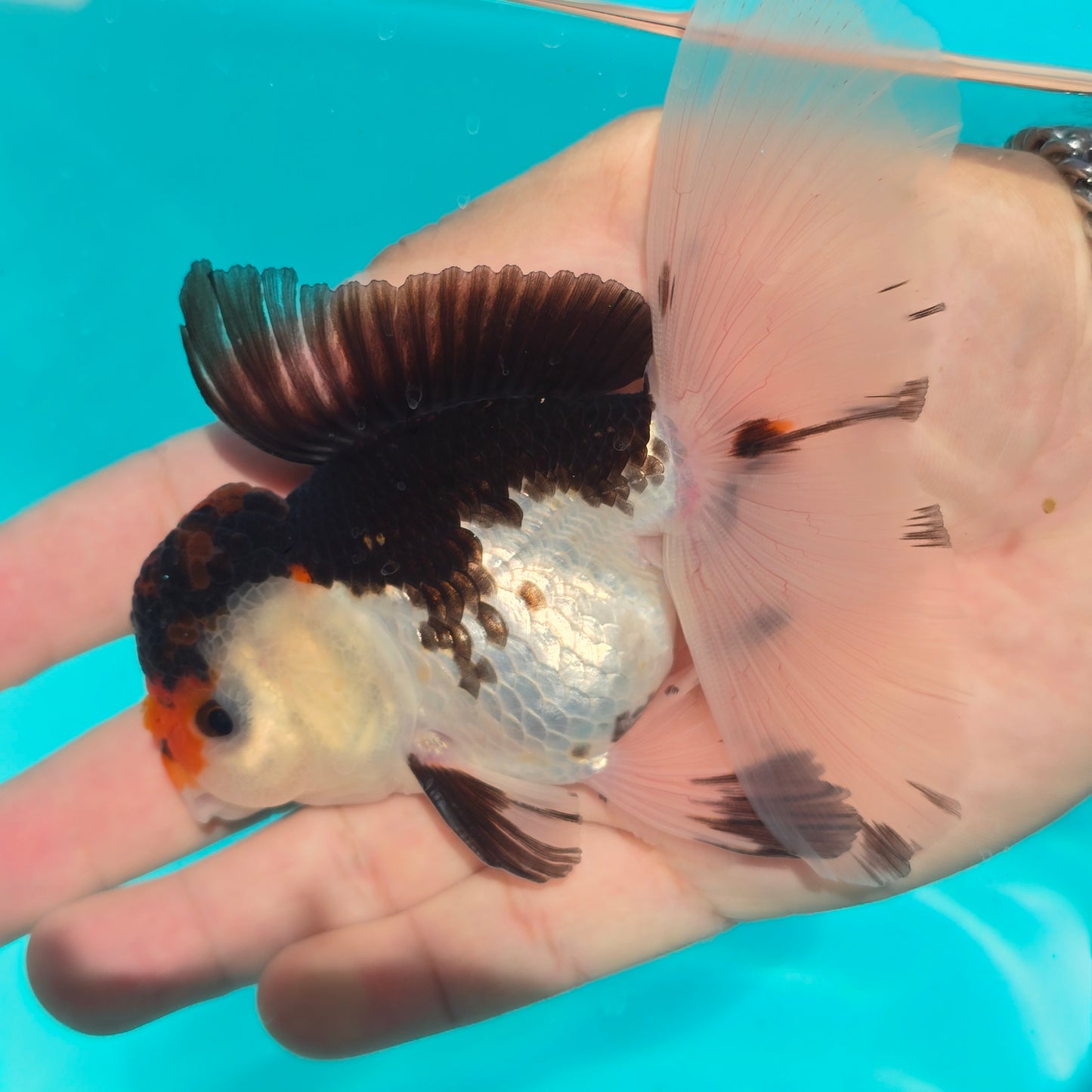(ORA-07) Panda Oranda High Quality Wholesale Bag - Pick Size and Quantity in Bag