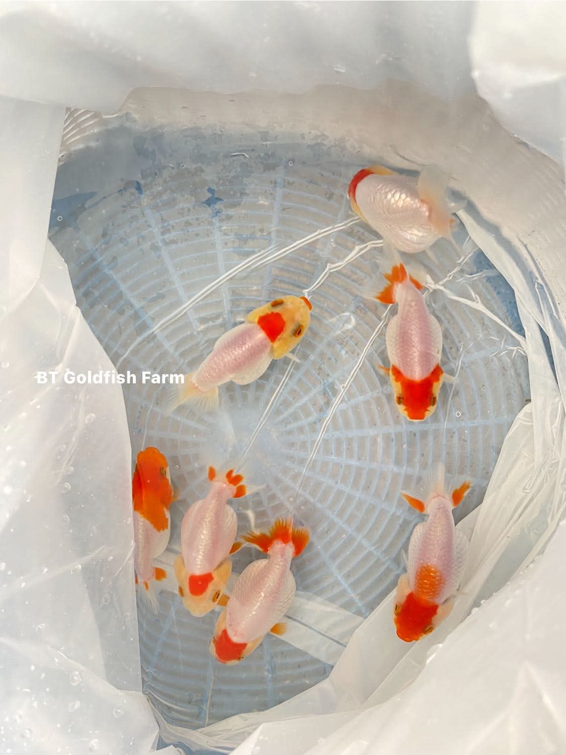 (RAN-02) Red and White Ranchu High Quality Wholesale Bag - Pick Size and Quantity in Bag