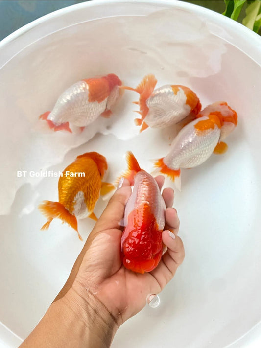 (RAN-02) Red and White Ranchu High Quality Wholesale Bag - Pick Size and Quantity in Bag