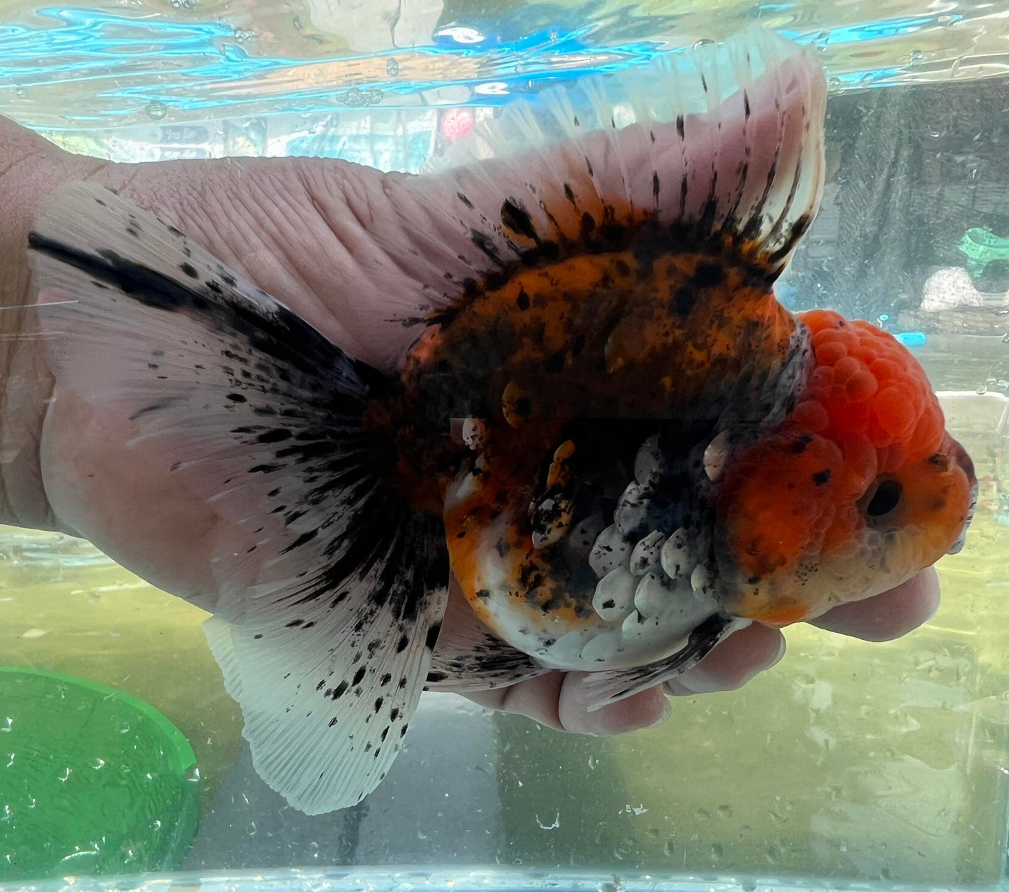 (ORA-11) Calico Oranda Godzilla High Quality Wholesale Bag - Pick Size and Quantity in Bag