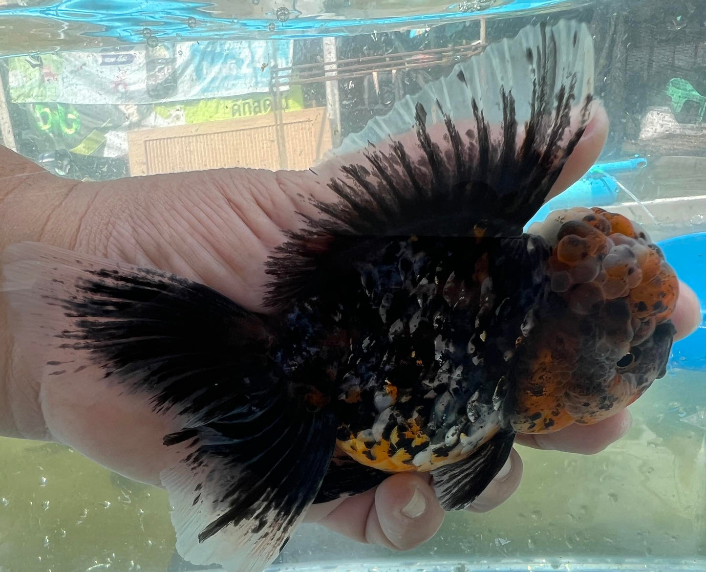 (ORA-11) Calico Oranda Godzilla High Quality Wholesale Bag - Pick Size and Quantity in Bag