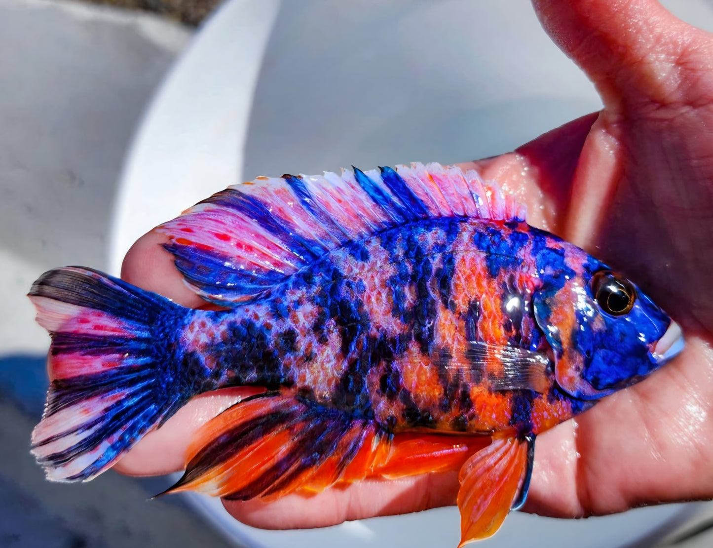 Red OB Peacock (Aulonacara) African Cichlid High Grade