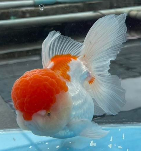(ORA-02) Red and White Oranda Short Body High Quality Wholesale Bag - Pick Size and Quantity in Bag