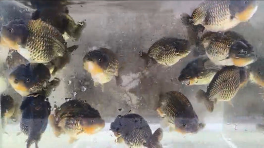 (RAN-05) Blue Silver Ranchu High Quality Wholesale Bag - Pick Size and Quantity in Bag