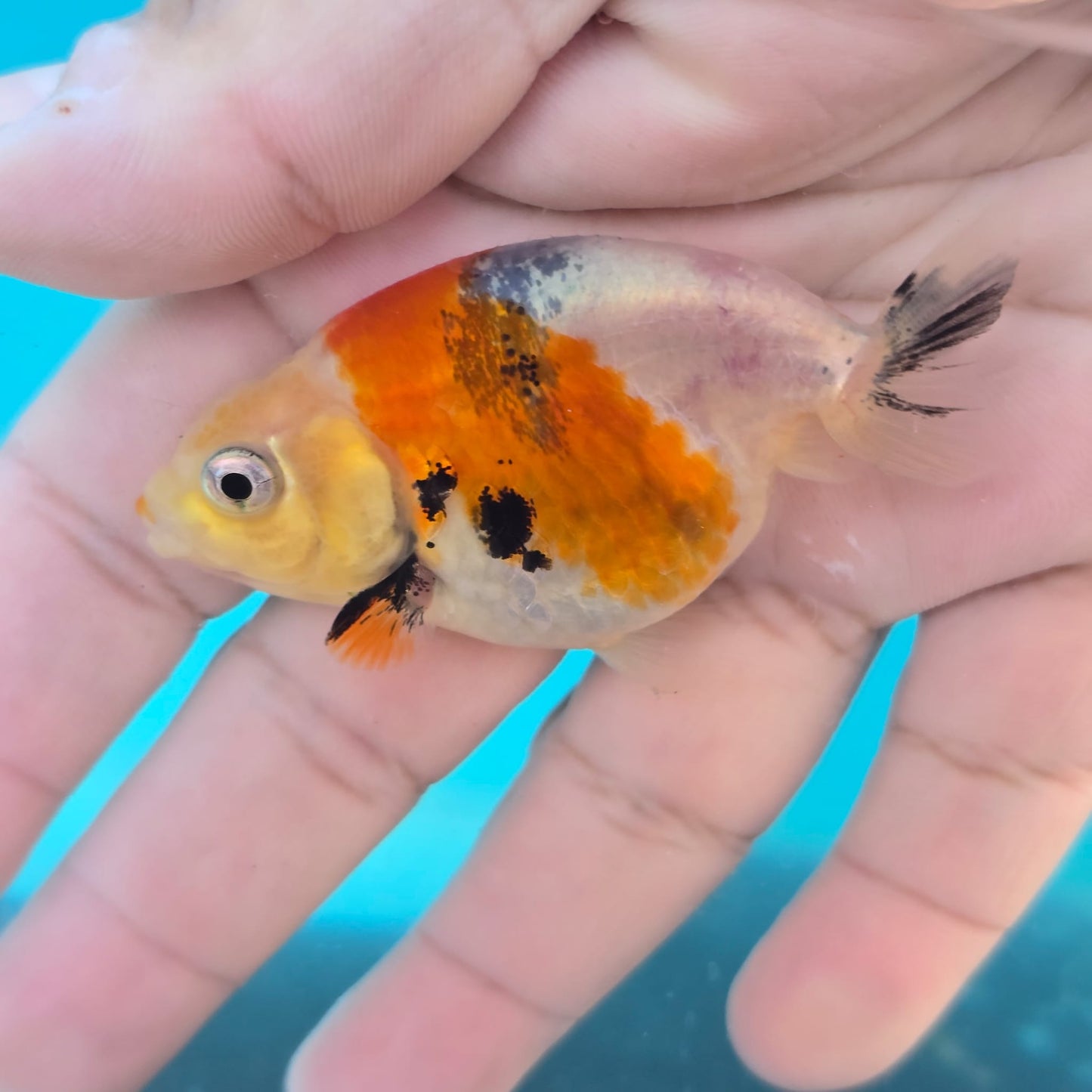 (RAN-11) Calico Ranchu High Quality Wholesale Bag - Pick Size and Quantity in Bag
