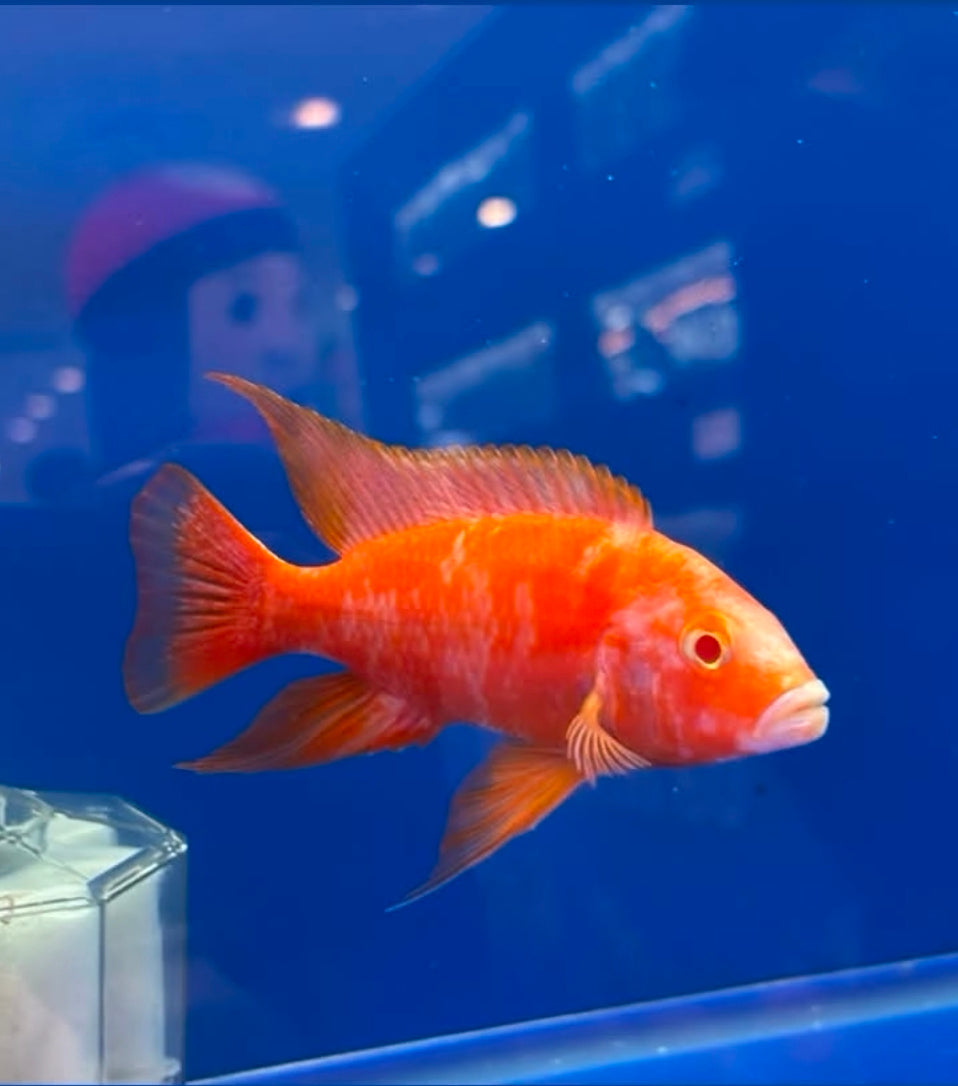 Albino OB Peacock (Aulonacara) African Cichlid 4-4.5" High Grade