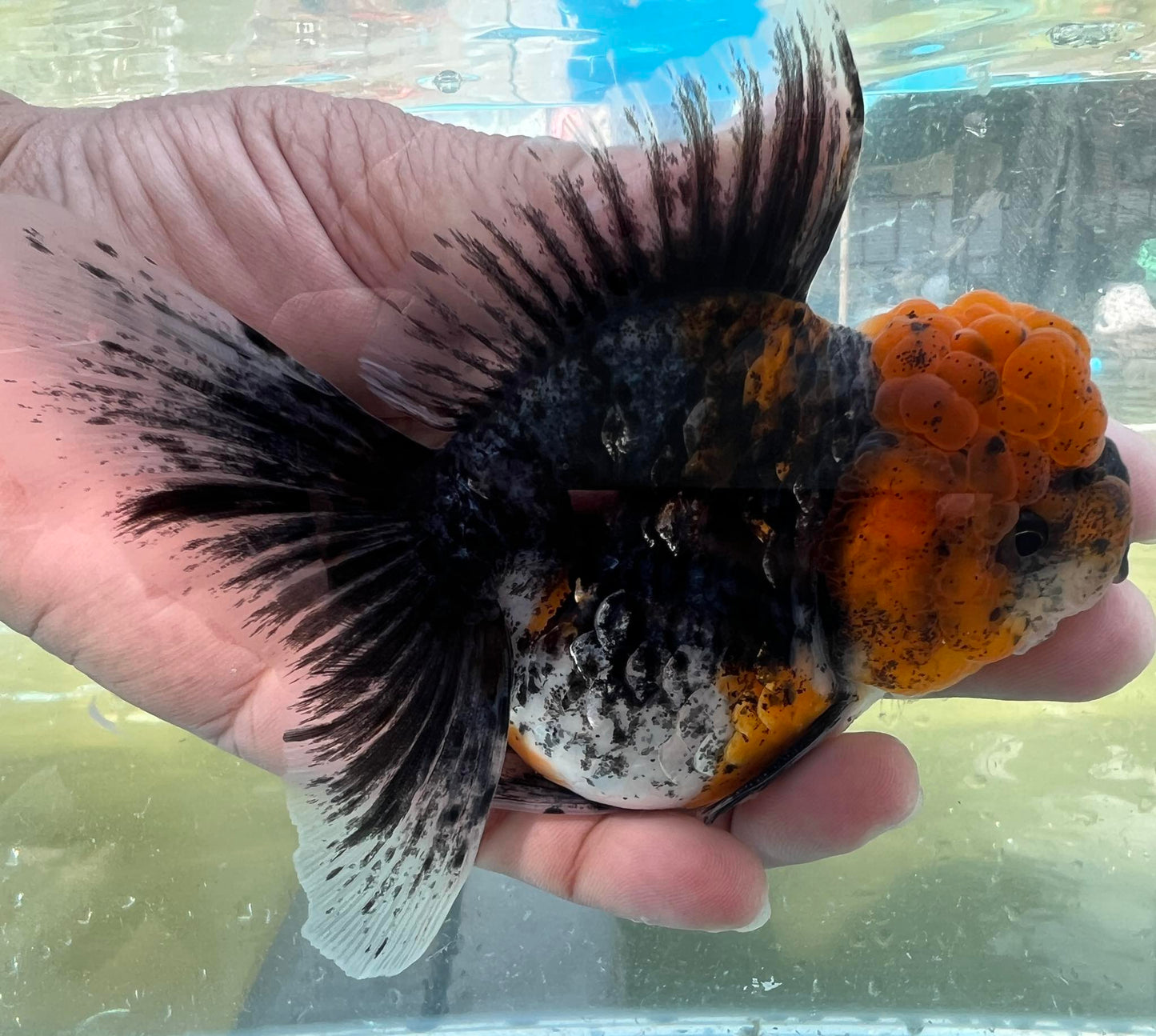 (ORA-11) Calico Oranda Godzilla High Quality Wholesale Bag - Pick Size and Quantity in Bag