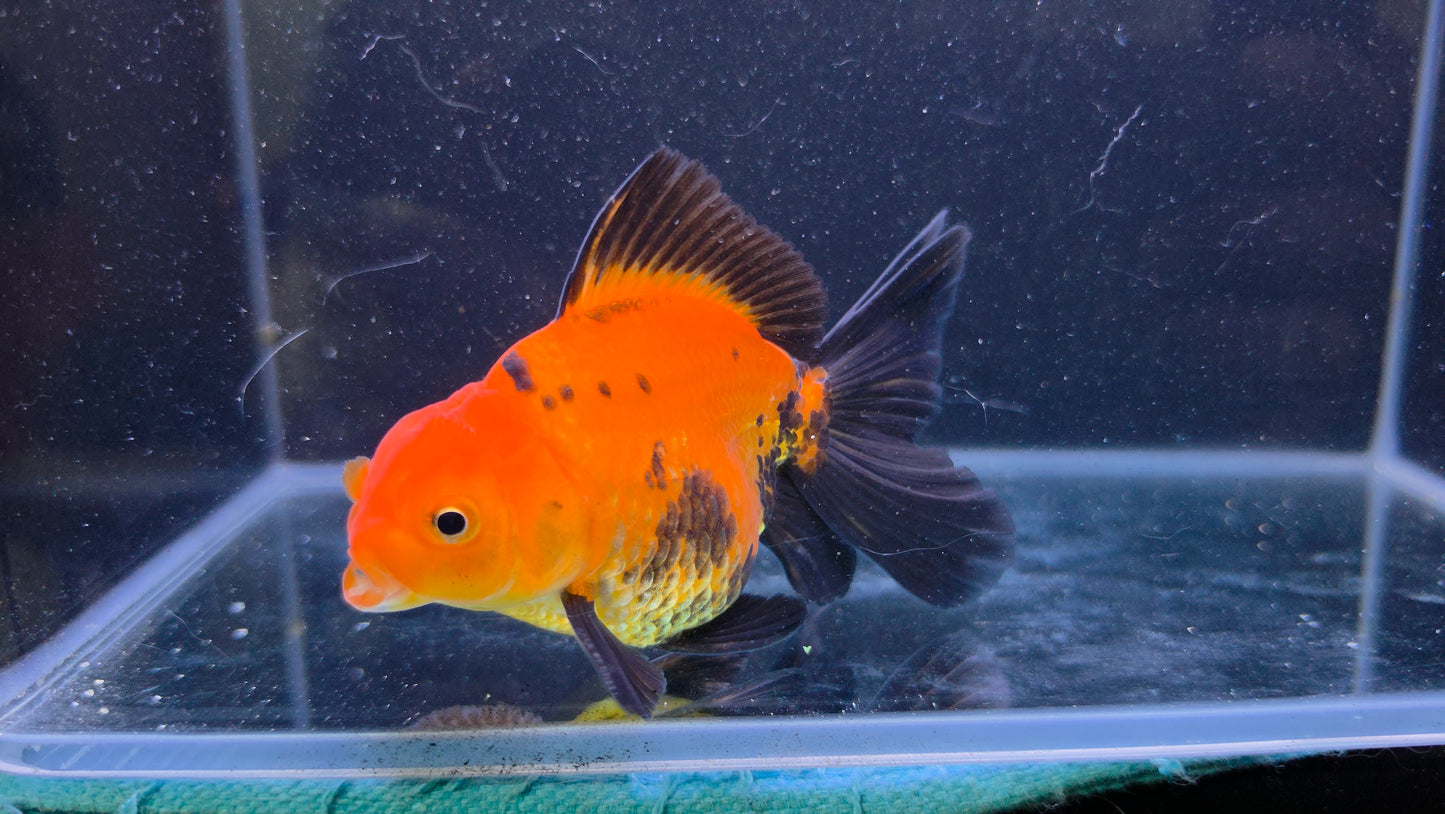 Premium Thai Fancy Oranda (Male Apache) 3" Body – | Exact Fish