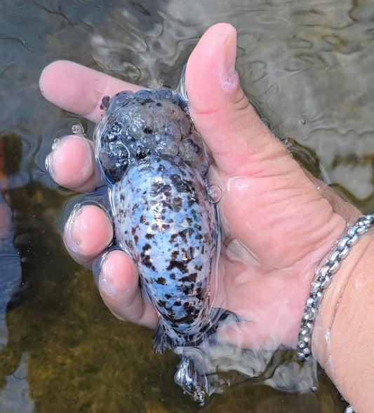 (RAN-18) Granite Ranchu High Quality Wholesale Bag - Pick Size and Quantity in Bag