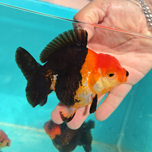 Premium Thai Apache Oranda Goldfish – Live Fancy Goldfish | Seller’s Choice