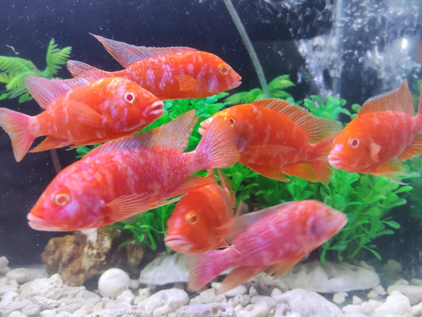 Albino Pink OB Peacock (Aulonacara) African Cichlid High Grade