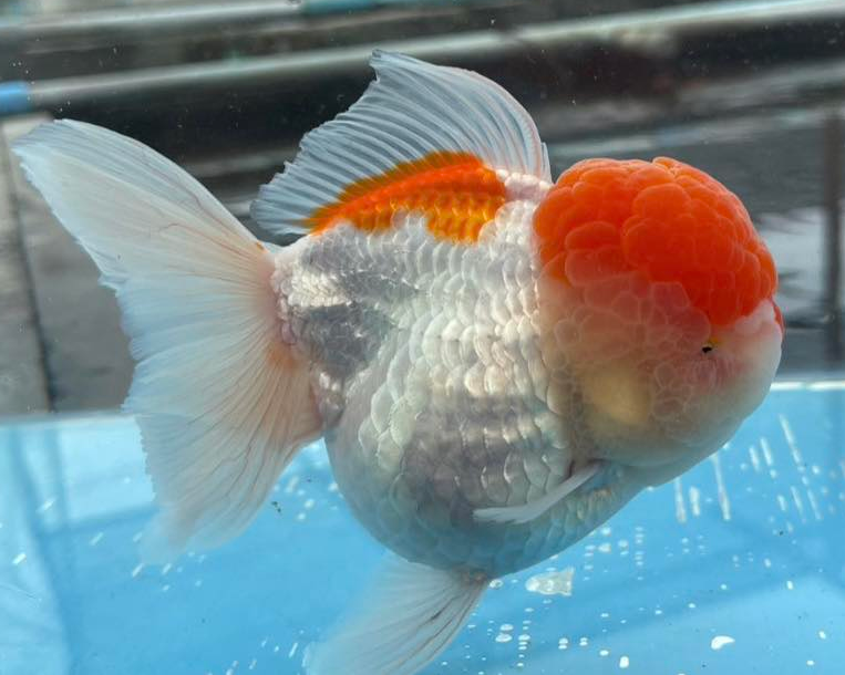 (ORA-02) Red and White Oranda Short Body High Quality Wholesale Bag - Pick Size and Quantity in Bag