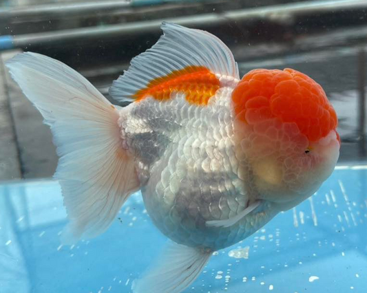 (ORA-02) Red and White Oranda Short Body High Quality Wholesale Bag - Pick Size and Quantity in Bag