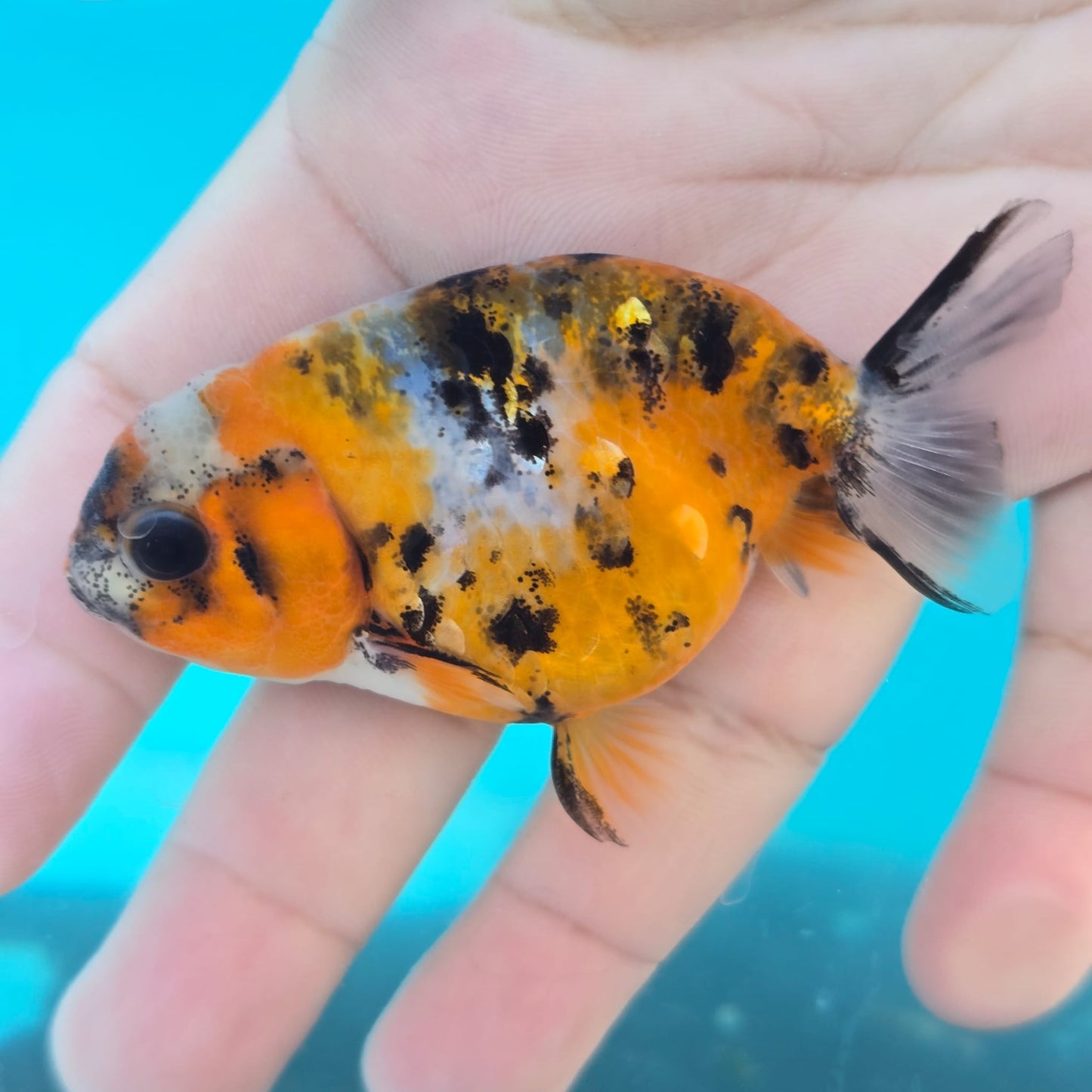 (RAN-11) Calico Ranchu High Quality Wholesale Bag - Pick Size and Quantity in Bag