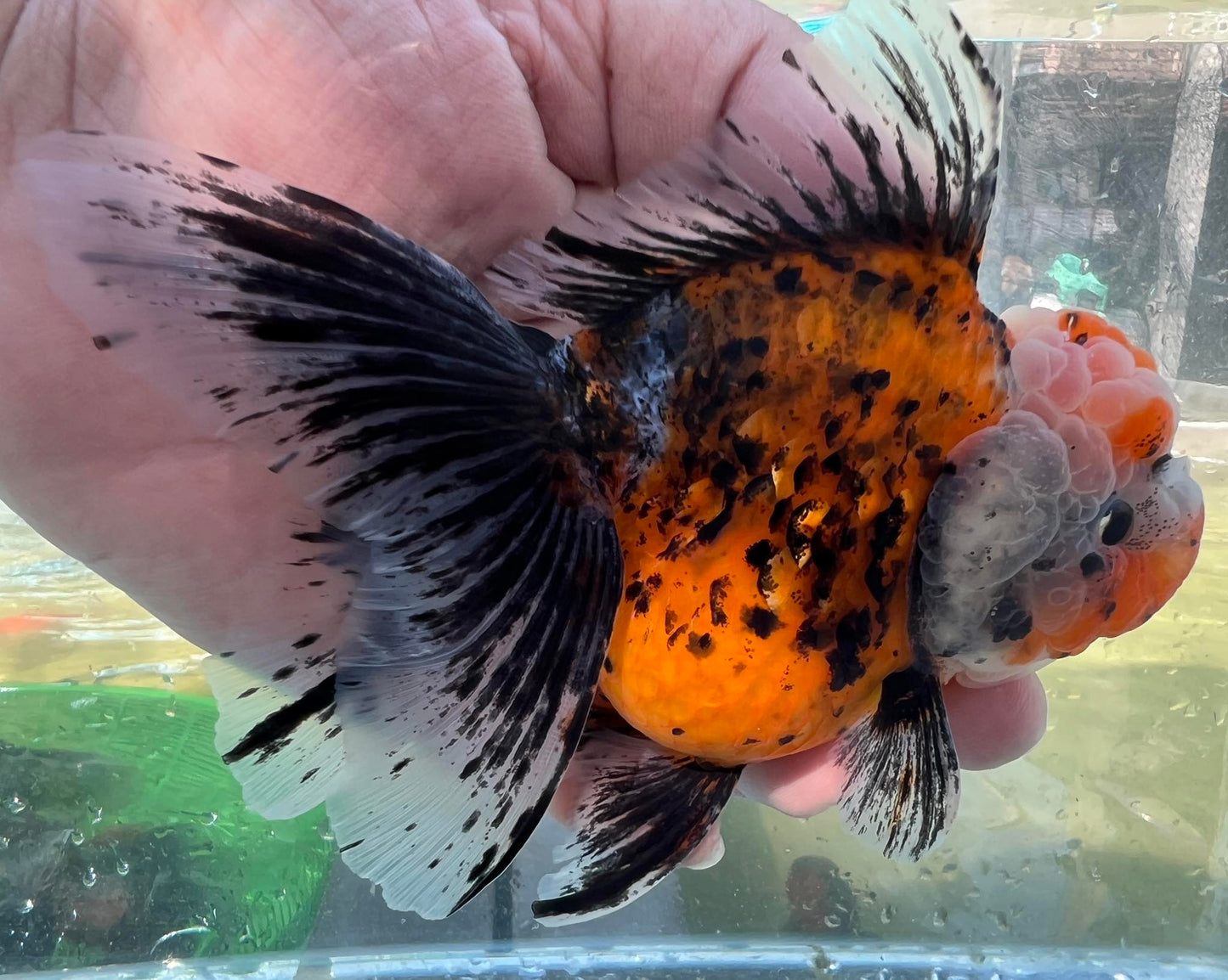 (ORA-11) Calico Oranda Godzilla High Quality Wholesale Bag - Pick Size and Quantity in Bag