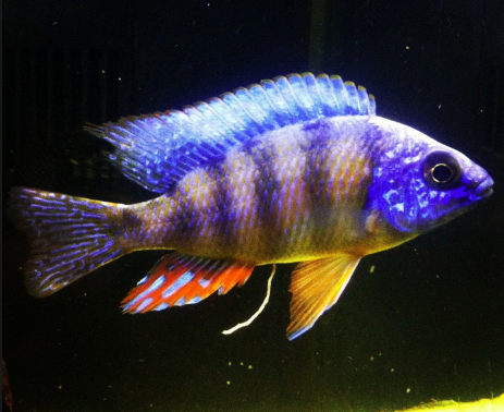 Taiwan Reef (Aulonacara) Hap African Cichlid