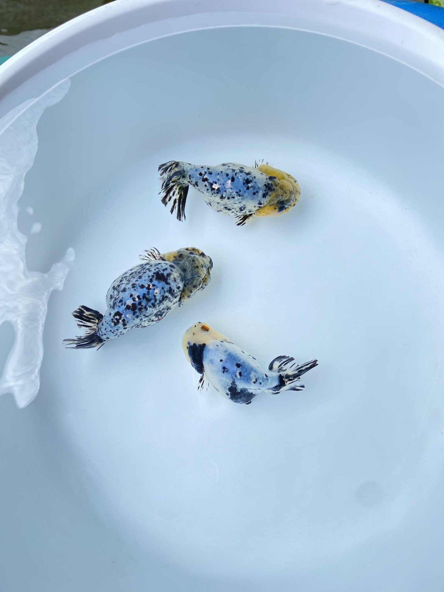 (RAN-11) Calico Ranchu High Quality Wholesale Bag - Pick Size and Quantity in Bag
