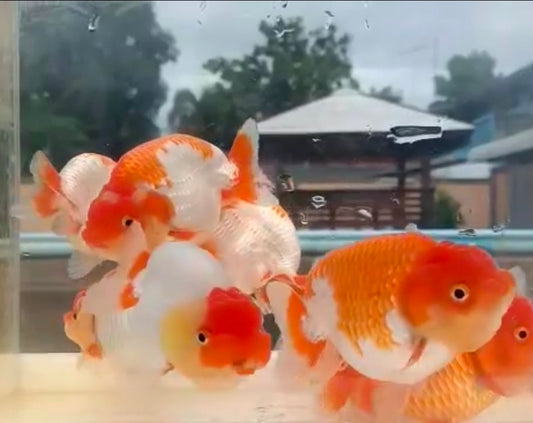 (RAN-02) Red and White Ranchu High Quality Wholesale Bag - Pick Size and Quantity in Bag