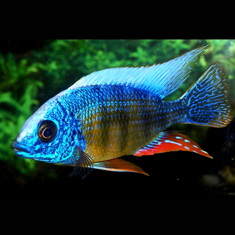 Taiwan Reef (Aulonacara) African Cichlid High Grade