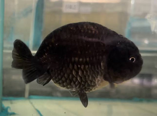 (RAN-03.1) Black Ranchu High (regular eyes) Quality Wholesale Bag - Pick Size and Quantity in Bag