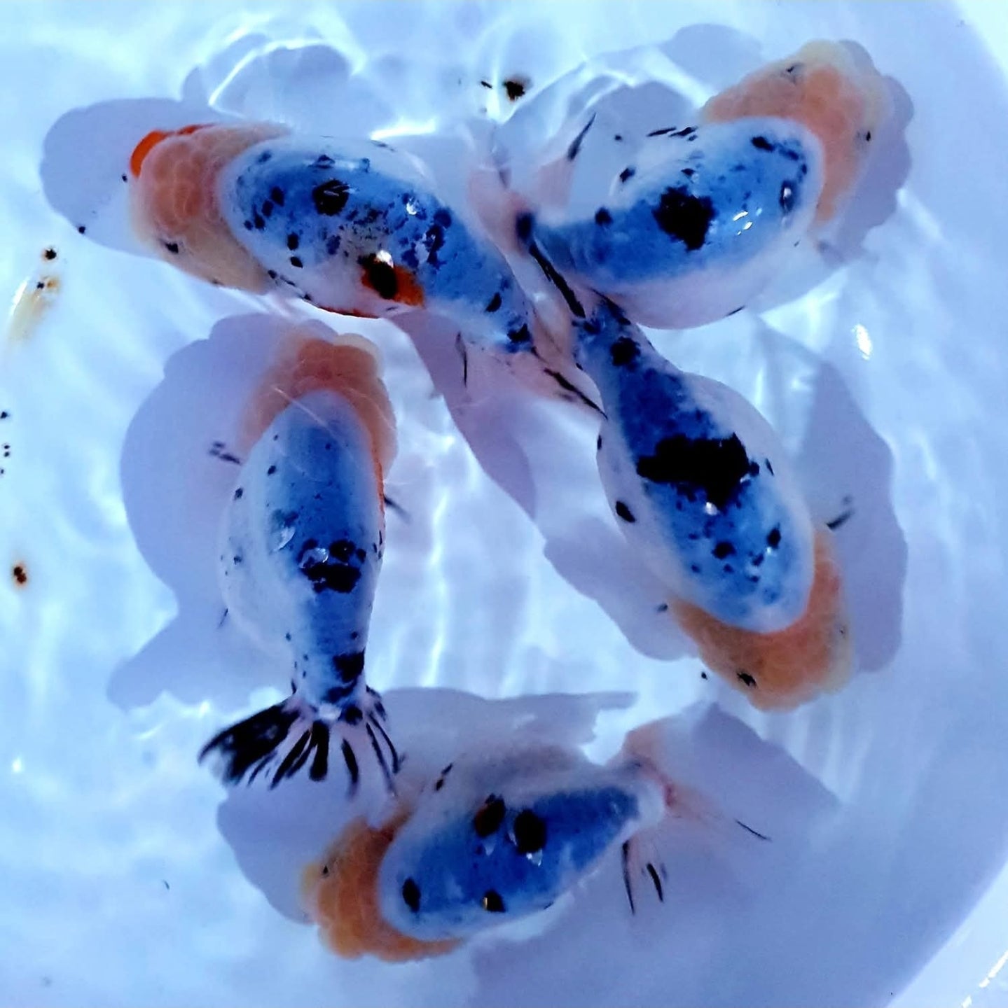 (RAN-17) Galaxy Ranchu High Quality Wholesale Bag - Pick Size and Quantity in Bag