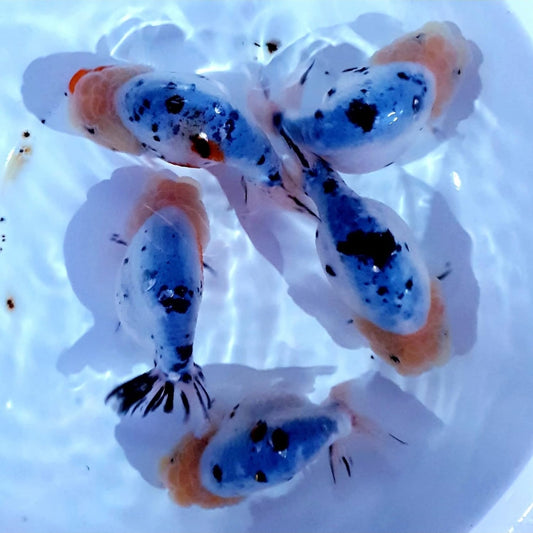 (RAN-17) Galaxy Ranchu High Quality Wholesale Bag - Pick Size and Quantity in Bag