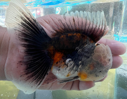 (ORA-11) Calico Oranda Godzilla High Quality Wholesale Bag - Pick Size and Quantity in Bag