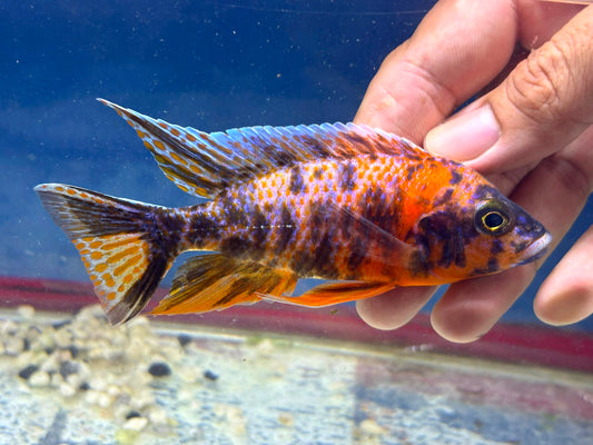 Orange OB Peacock (Aulonacara) African Cichlid High Grade