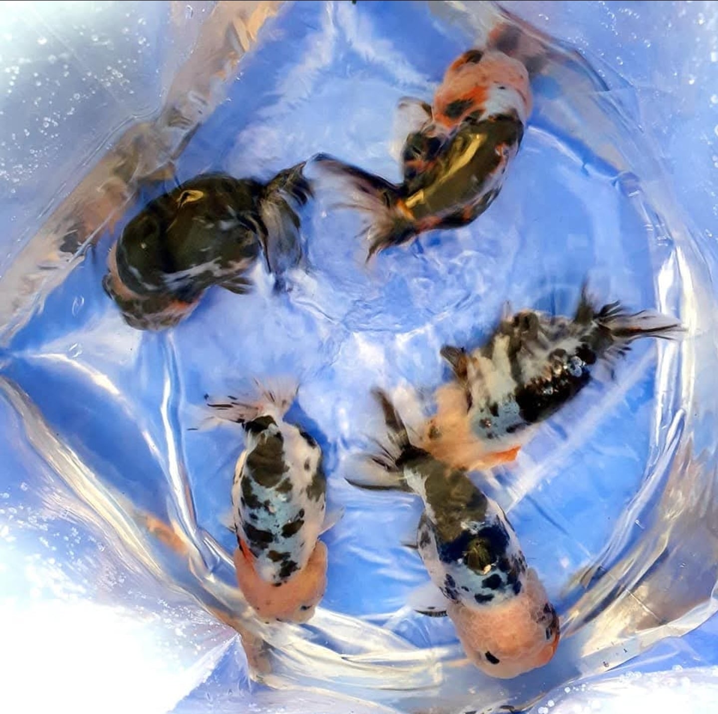 (RAN-17) Galaxy Ranchu High Quality Wholesale Bag - Pick Size and Quantity in Bag
